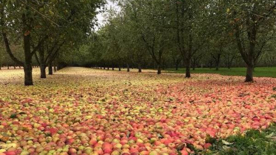 Oluja Ophelia pobrala jabuke
