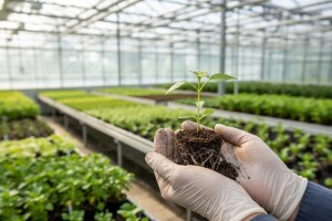 "Oplemenjivanje bilja, sjemenarstvo i rasadničarstvo"