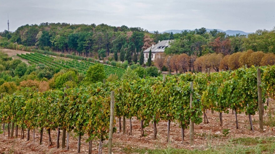 Kraljeva vinarija: Autohtoni prokupac u eksperimentalnom vinogradu