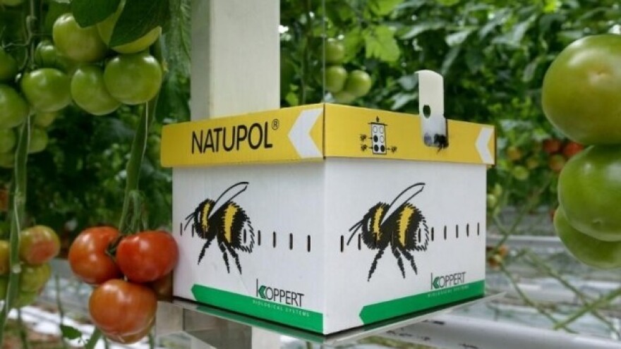 Bumbari - najbolji staklenički oprašivači!