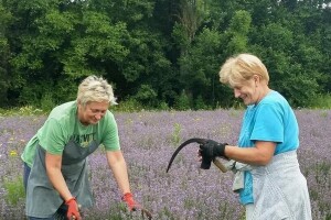 Sestre Milka i Zora u mirovini odlučile na obiteljskom imanju uzgajati lavandu