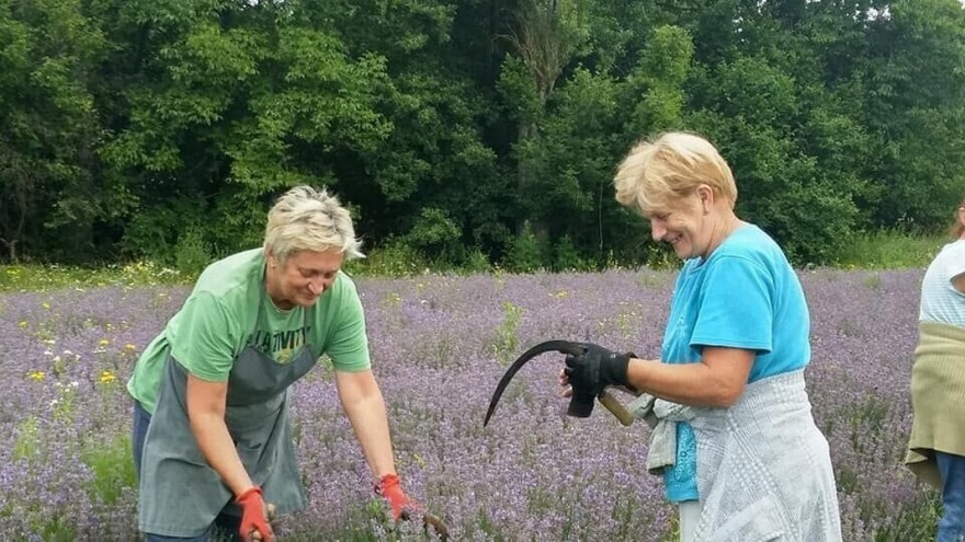 Sestre Milka i Zora u penziji odlučile na porodičnom imanju uzgajati lavandu