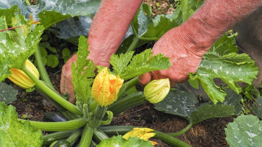 Povrće se nakon kiše razboleva - kako ga oporaviti na prirodan način