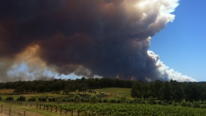 Što s opožarenim vinogradima i maslinicima?