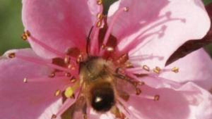 Voćnjaci se osuli cvijetom, koliko će toga prijeći u rod