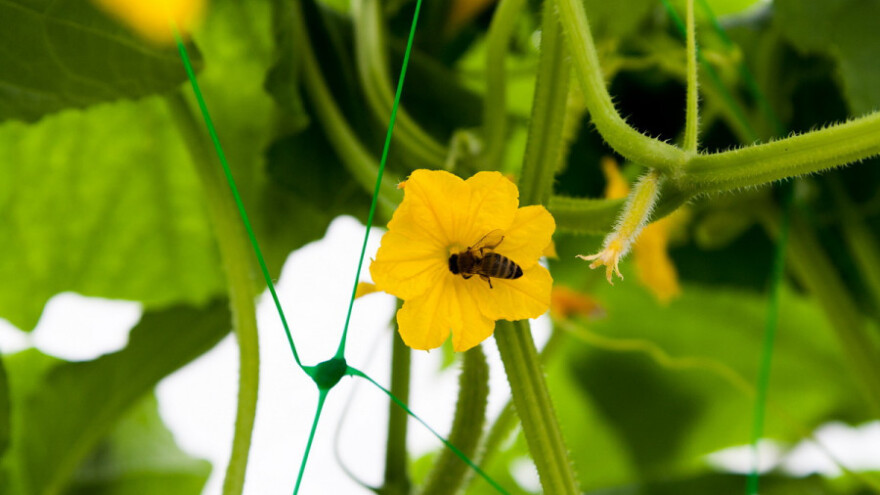 Nešto zuji u rumunjskim plastenicima