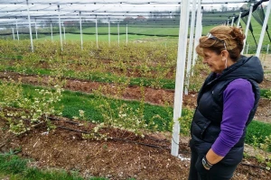Dragana Šego: Bumbari u borovnici povećavaju prinos