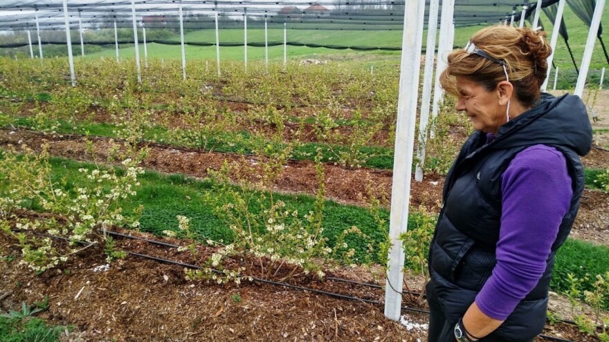 Dragana Šego: Bumbari u borovnici povećavaju prinos