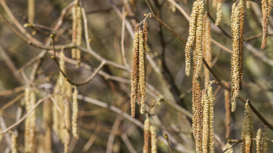 Dobar rod leske zavisi od oprašivanja