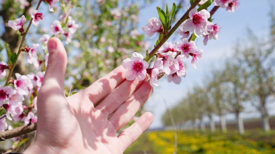 Ručno oprašuju voćke jer nemaju dovoljno pčela i drugih oprašivača