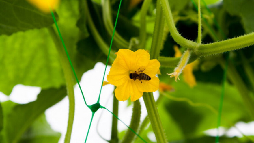 Nešto zuji u rumunjskim plastenicima