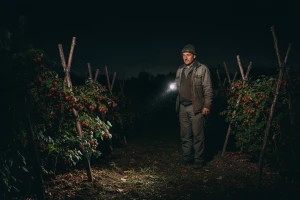 Oprez - "noćni berači" u krađi malina!