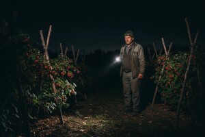 Oprez - "noćni berači" u krađi malina!