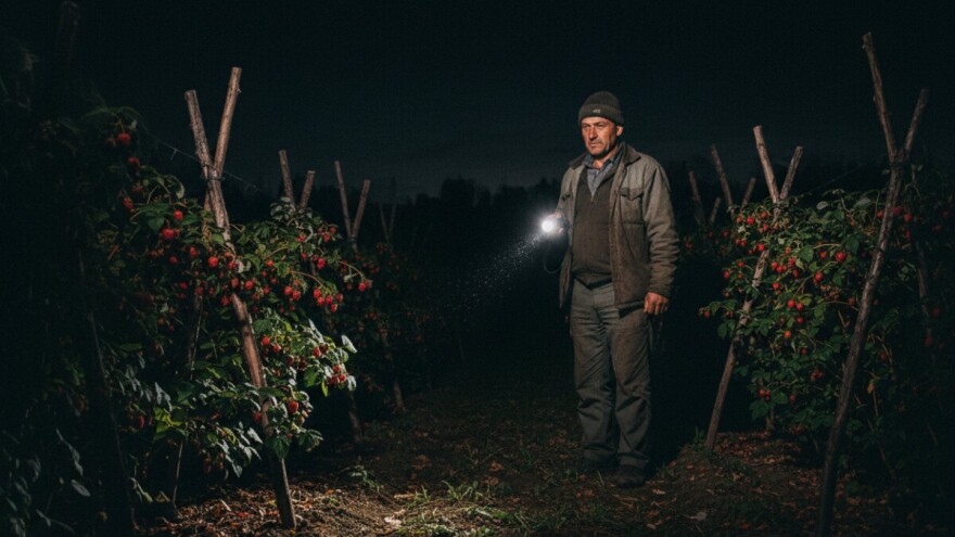 Oprez - "noćni berači" u krađi malina!