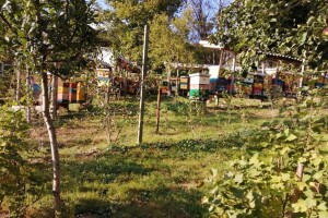 Pčelarenje u eri ekstremnih klimatskih pojava - hoće li i u kojem obliku preživjeti u Hrvatskoj?