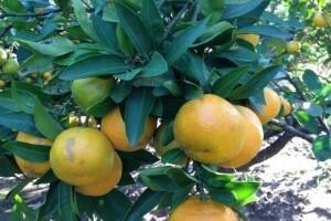 Je li ovo kraj mandarine u dolini Neretve?