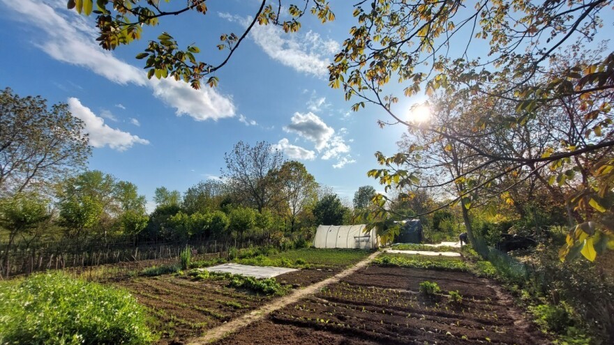 Šta može da raste ispod oraha?