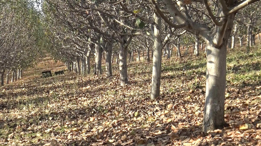 Opada interesovanju za sadnju maline i jabuke, ali rastu površine pod orahom