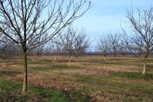 Prednosti lješnika nad orahom i zašto ipak orah?
