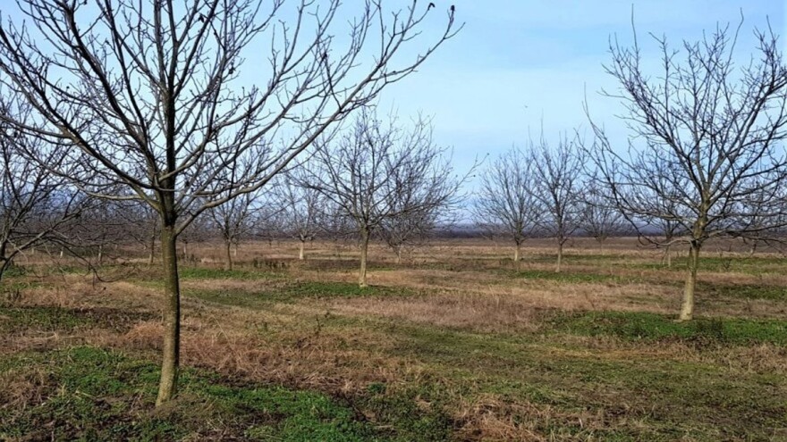 Prednosti lješnika nad orahom i zašto ipak orah?