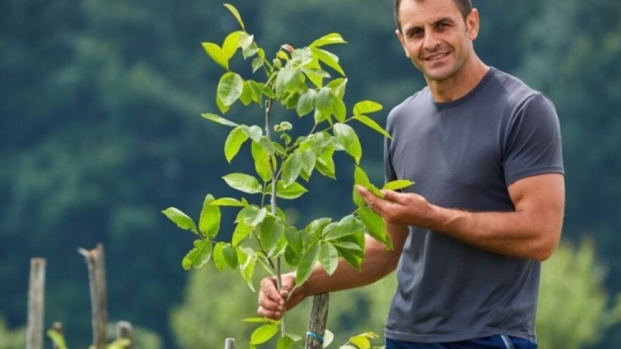 Ekološki uzgoj višegodišnjeg nasada oraha
