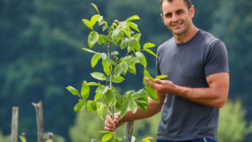 Ekološki uzgoj višegodišnjeg zasada oraha