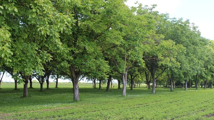 Zabilježena masovna pojava orahove muhe u Osječko-baranjskoj županiji
