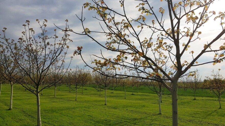 Isplata umanjenih ili punih iznosa potpora za ekološke nasade oraha i lijeske?