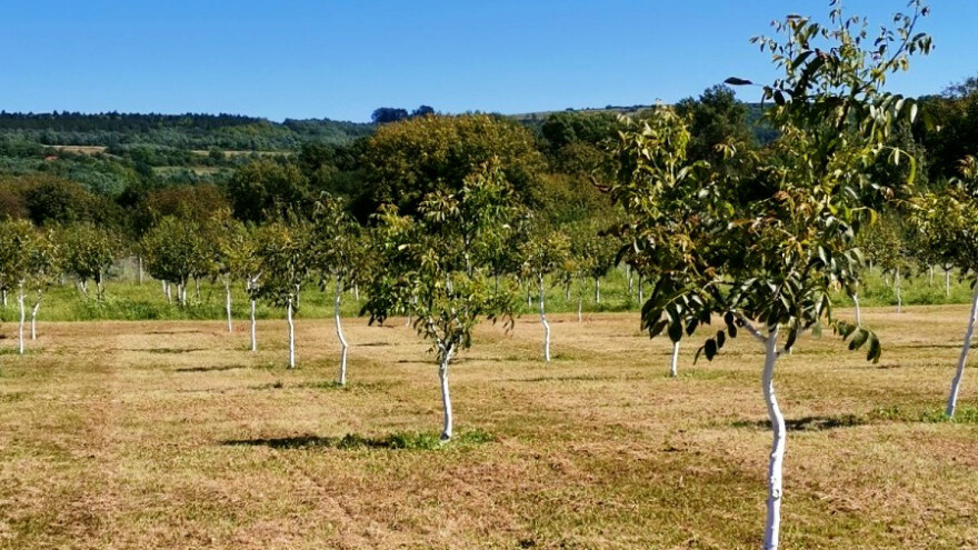 Kako pripremiti zemljište za podizanje zasada oraha?