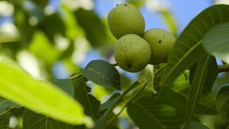 Uzgoj oraha u Rumuniji munjevito raste