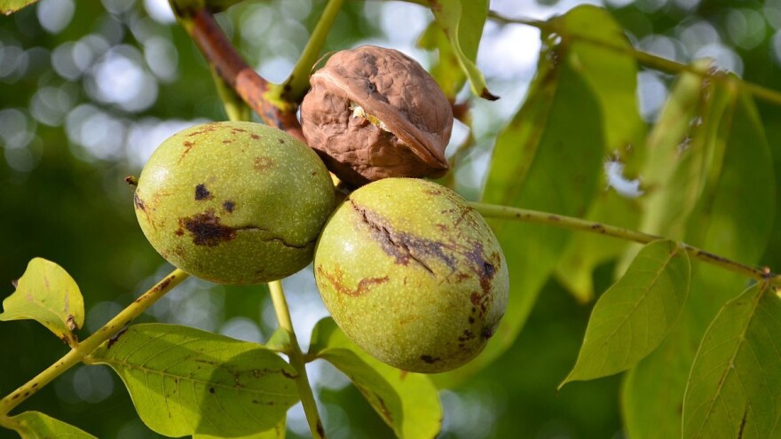 Kako odabrati i pripremiti zemljište za sadnju oraha?