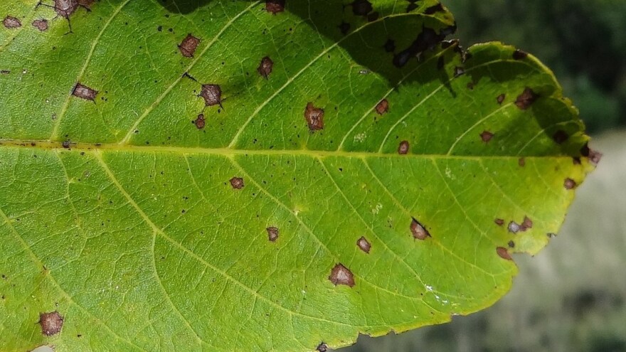 Siva pjegavost je najštetnija i najrasprostranjenija bolest oraha - kako ju spriječiti?
