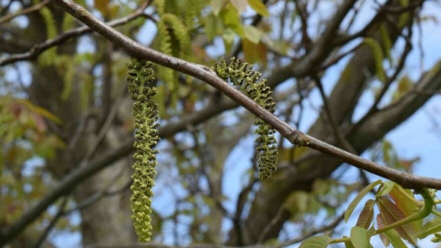 Orasi deficitarni na evropskom tržištu