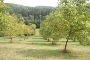 Orah - sadnja, formiranje i održavanje nasada