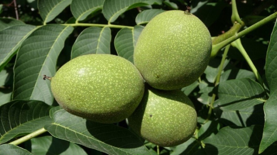 Kako pravilno gnojiti nasade oraha?