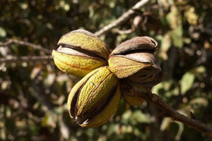 Pekan orah