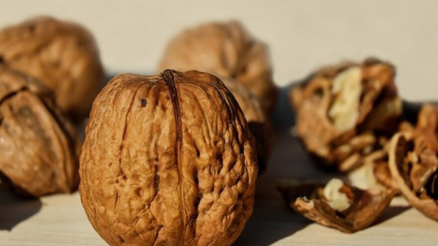 Savremena intenzivna proizvodnja oraha