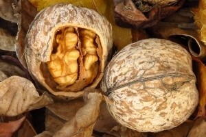 Orahova muha umanjuje kvantitetu i kvalitetu plodova!