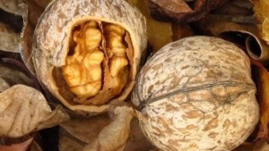 Orahova muha umanjuje kvantitetu i kvalitetu plodova!