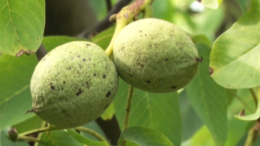 Zbog dobre cene orah sve češća investicija