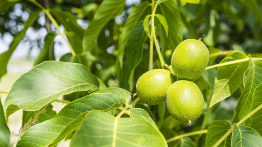 Sadnja oraha dugoročna je investicija