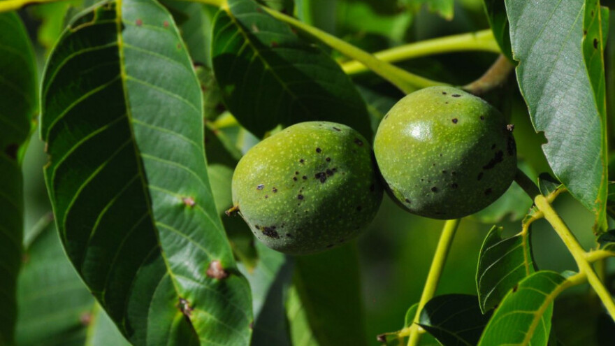 Metode praćenja i suzbijanja orahove muhe