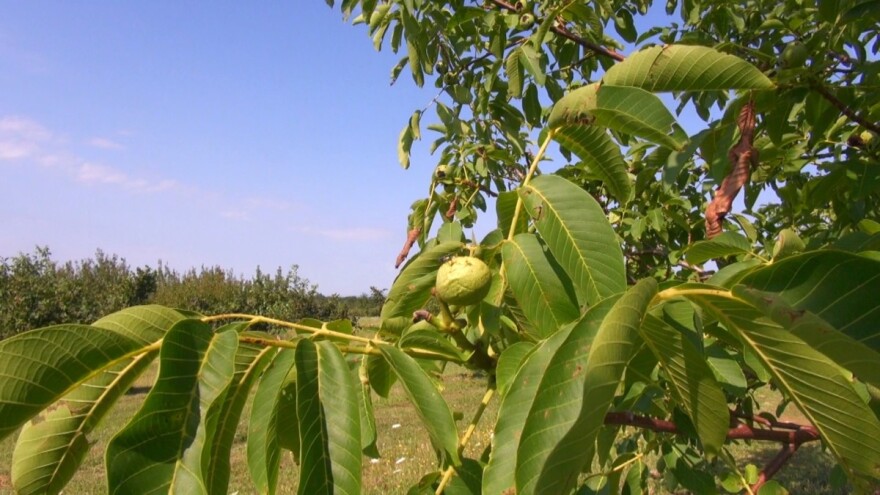 Kako zaštititi nasad od orahove muhe?