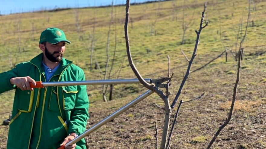 Rezidba oraha: Formirati krunu, ukloniti konkurentne mladare, potaknuti lisnu masu