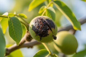 Orahova muha umanjuje kvantitetu i kvalitetu plodova!