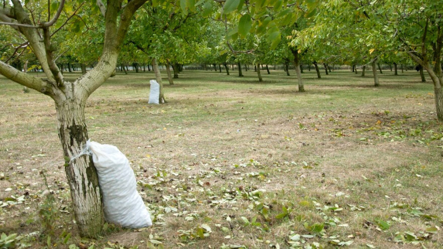 Berba oraha moguća i uz pomoć atomizera