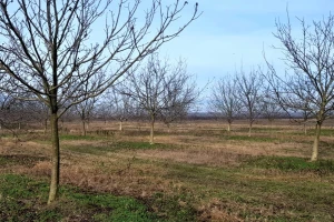 Prednosti lešnika nad orahom i zašto ipak orah?
