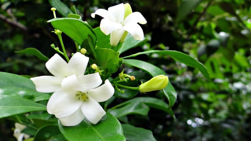 Uzgojite biljke koje mirišu na citruse