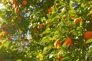 Antraknoza kosi nasade mandarina, velike štete i na lubenicama - kako je suzbiti?