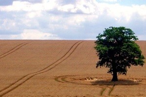 Otkud Burzi rada oranica, tko ju želi kupiti i zašto?